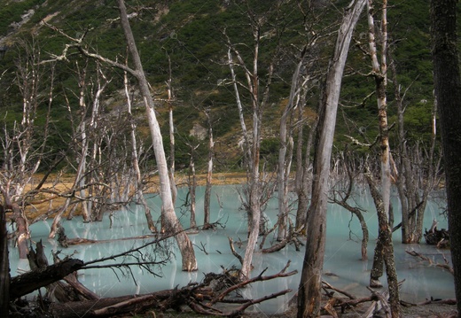 Foresta nella Tierra del Fuego