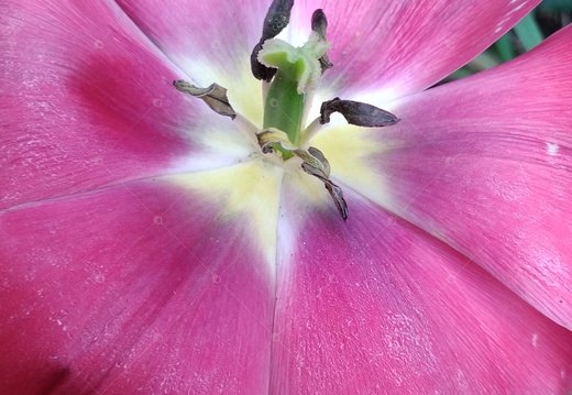 Tulipano visto da vicino