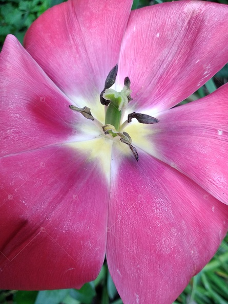 Tulipano visto da vicino.jpg