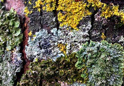 La bellezza dei licheni