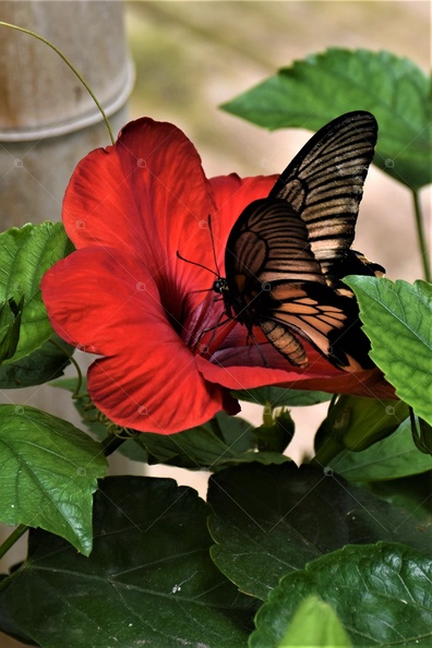 Ibiscus rosso e farfallina.jpg
