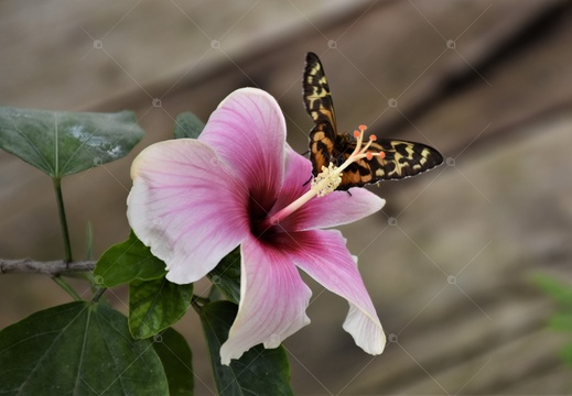 Il fiore e la farfalla
