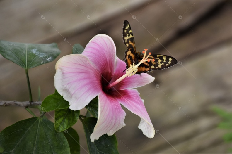 Farfalla e ibisco.jpg