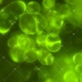 Cellule di olivo: la fluorescenza vitale