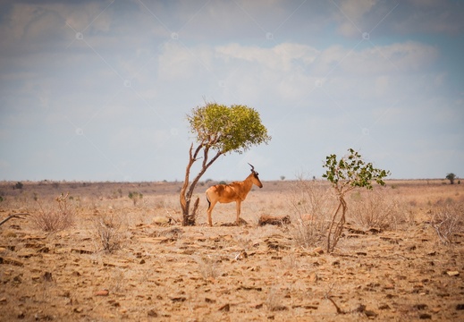 Antilope al riparo