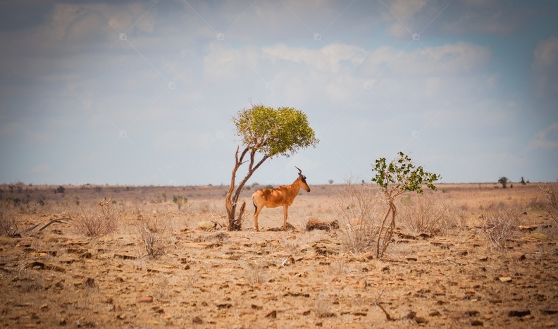 Antilope.jpg