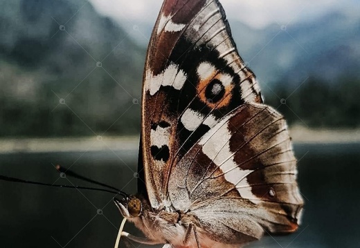 Farfalla del Lago di Antrona
