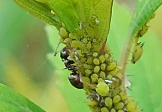 Dalla linfa delle piante alla linfa degli afidi: rapporto mutualistico fra afidi e formiche